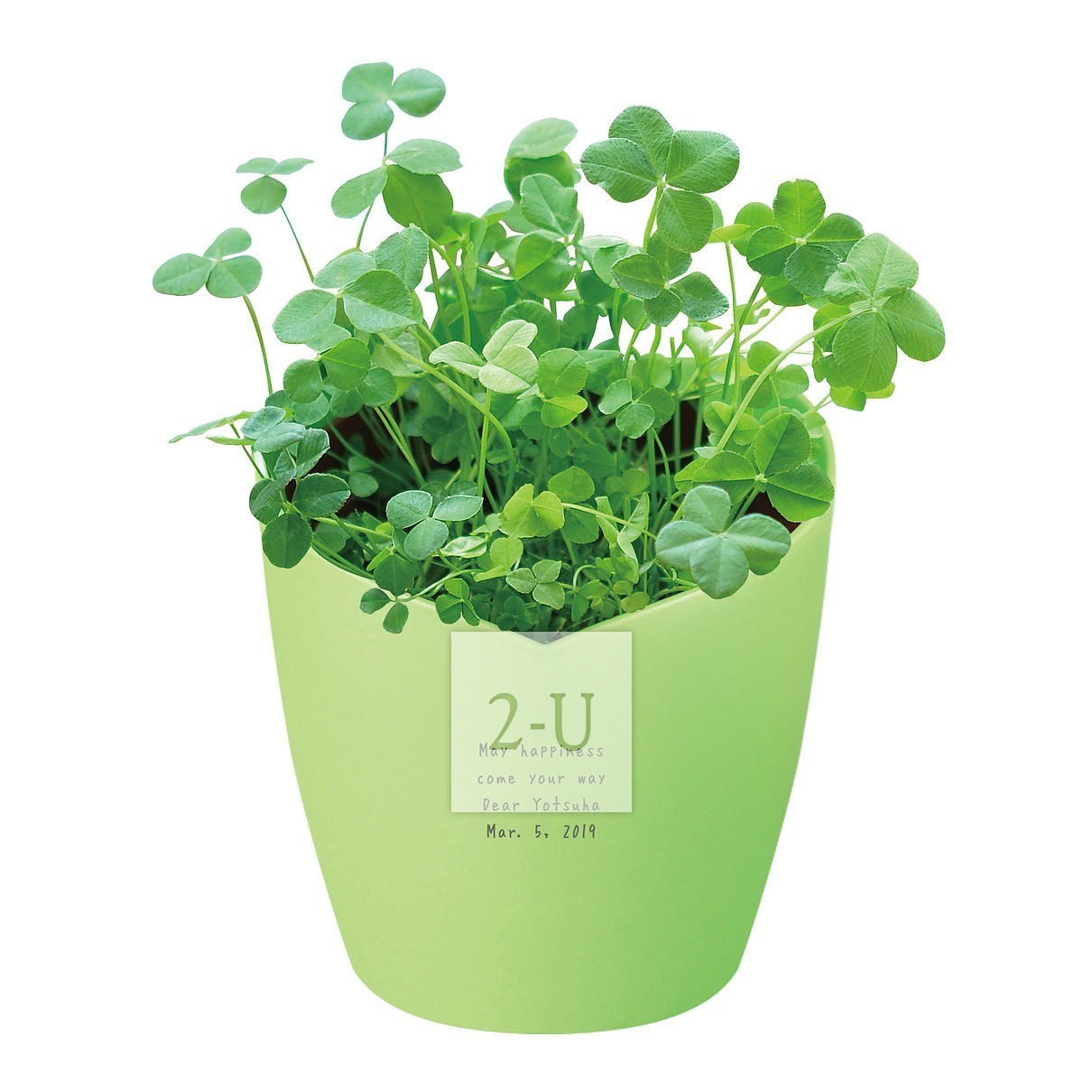 心形花盆栽培套裝 倖運草