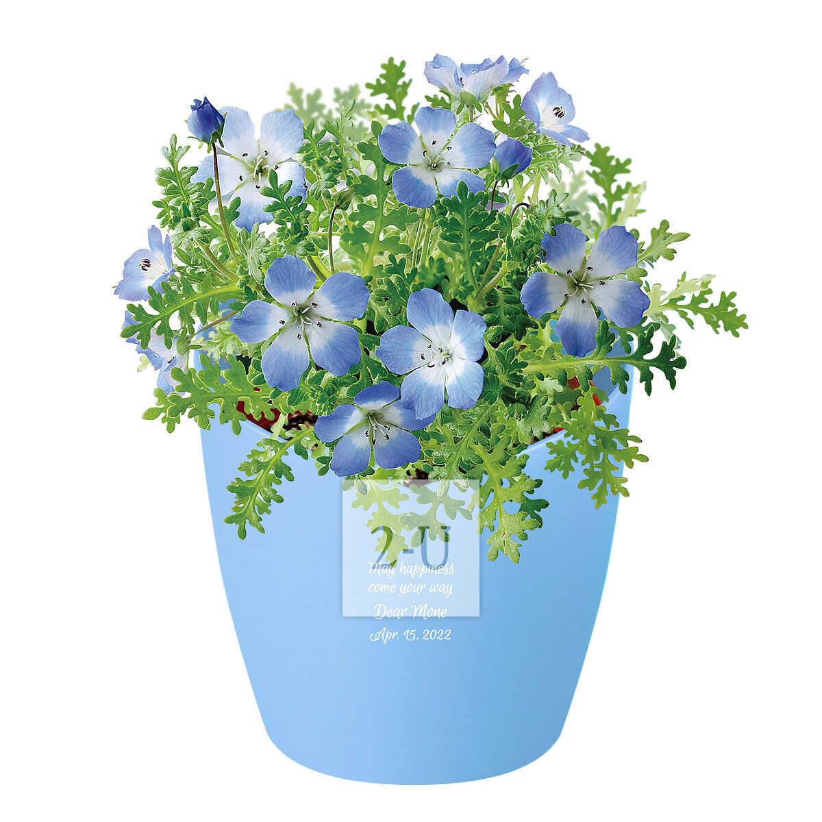 心形花盆栽培套裝 喜林草