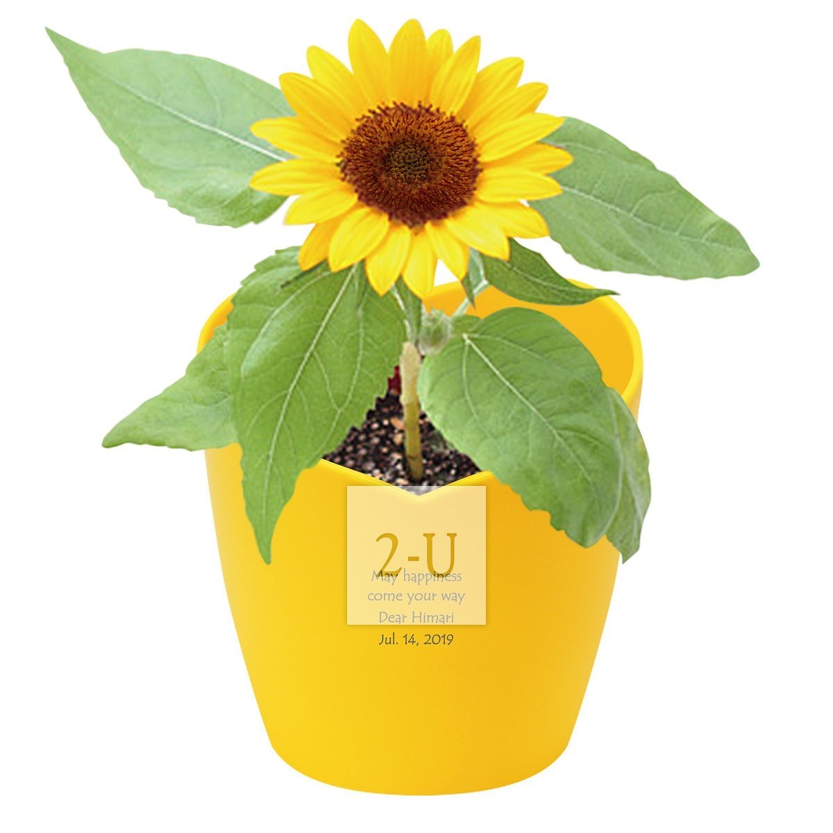 心形花盆栽培套裝 迷妳嚮日葵