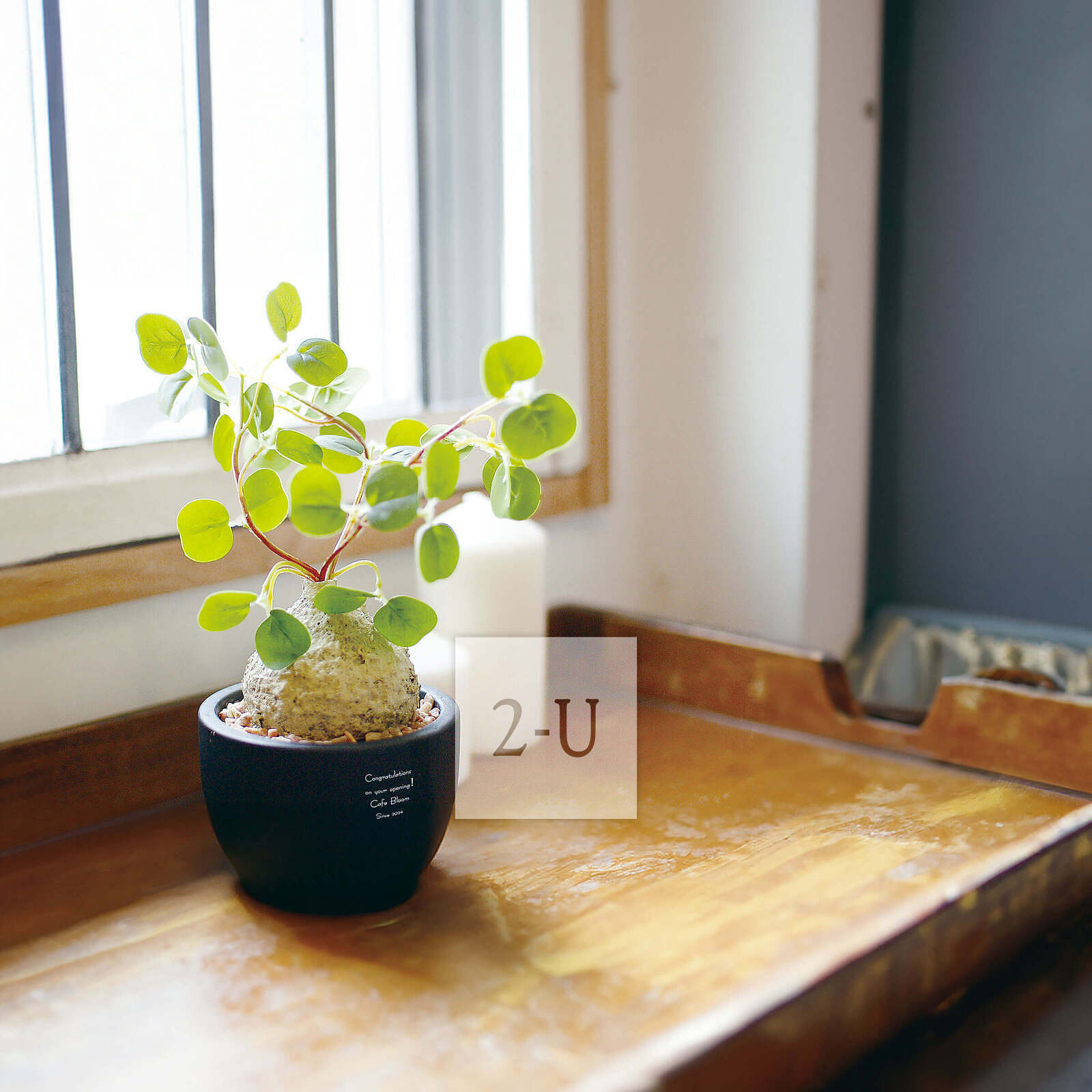 迷妳盆栽作小小慶賀之禮