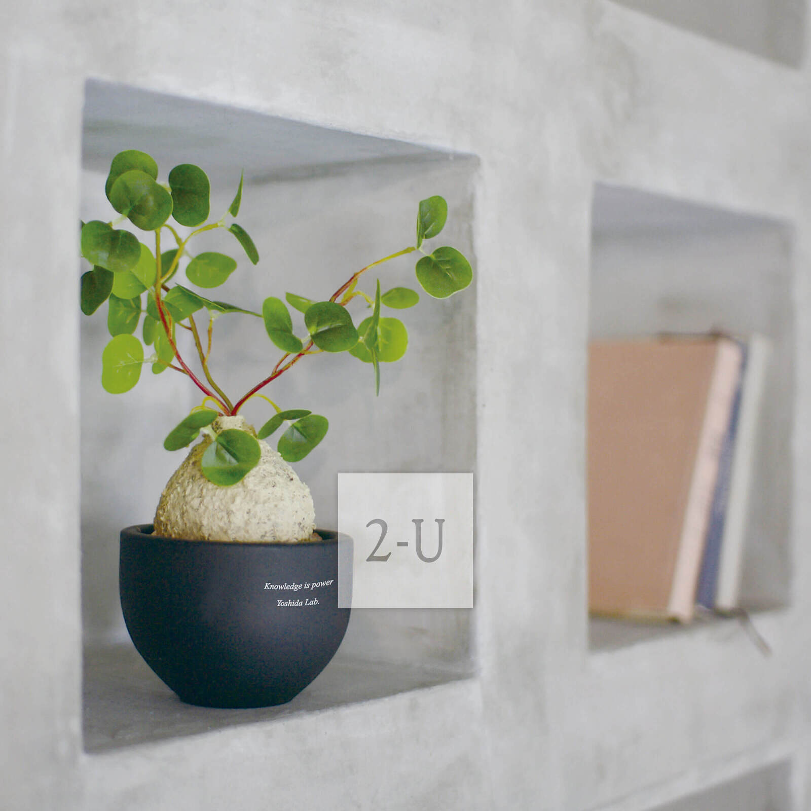 畢業紀唸品送迷妳綠植