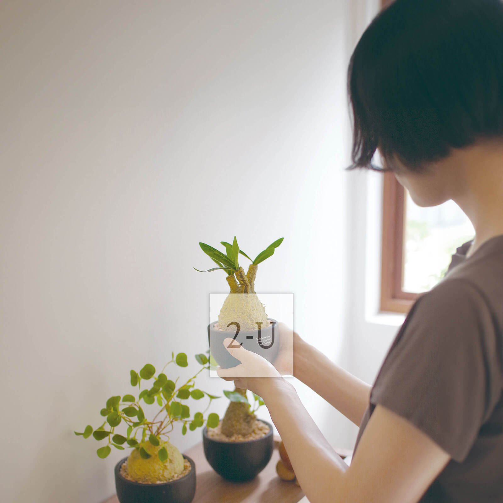 送一份無需打理的室內綠植小小慶賀一番