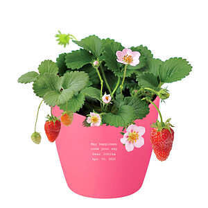 心形花盆栽培套裝 甜草莓