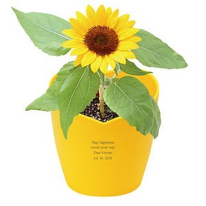 心形花盆栽培套裝 迷妳嚮日葵