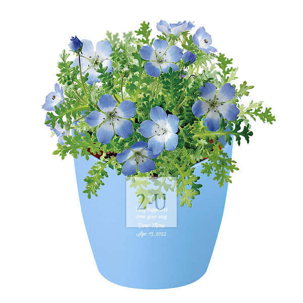 心形花盆栽培套裝 喜林草