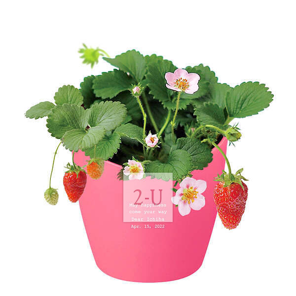 心形花盆栽培套裝 甜草莓