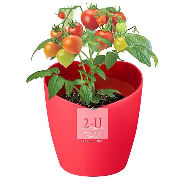 心形花盆栽培套裝 迷妳番茄